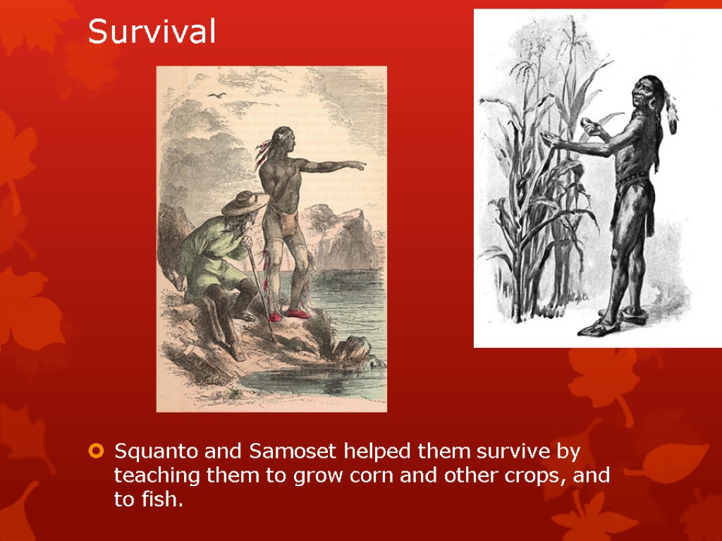 Survival Squanto and Samoset helped them survive by teaching them to grow corn and
